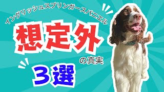 【実は飼いづらい⁉️】イングリッシュスプリンガースパニエル想定外の真実3選