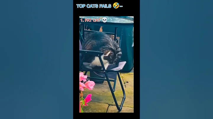 Watch the video about 3rd one is 🤣Hilarious Cat Moments That Will Make You Laugh Out Loud! 😹 |#shorts #cats