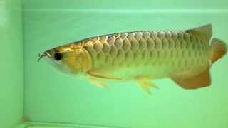 Prestige Crossback Arowana PREMIUM Cert By DREAMFISH INC.