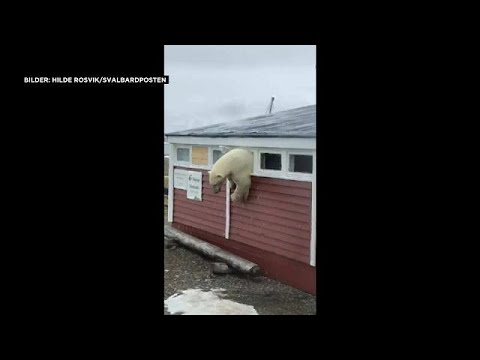 Video: A Polar Bear in a Svalbard Hotel