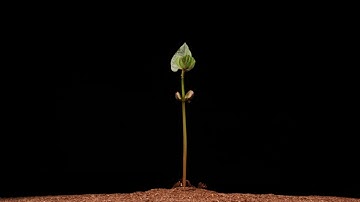 Time Lapse 2 - Flores / Plantas / Flowers / Plants - FREE FullHD