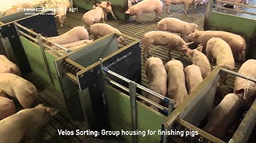 Nedap Pig Sorting, how it works