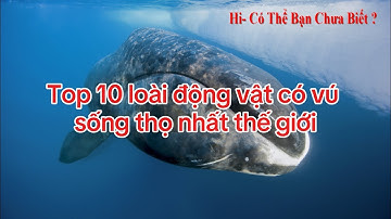 Top 10 loài động vật có vú sống thọ nhất thế giới