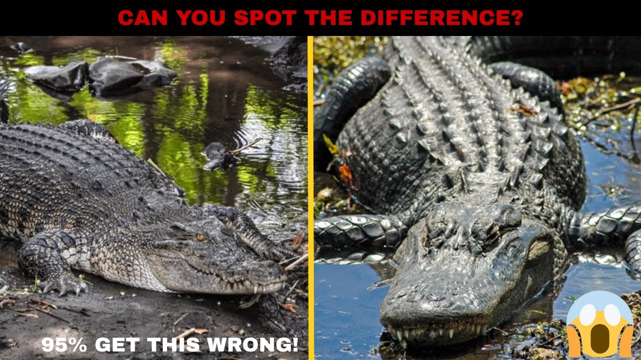 You've Been Calling These Animals The WRONG Names Your Whole Life!