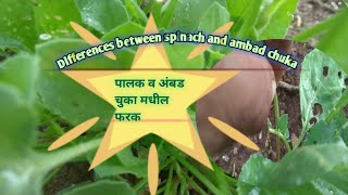 पालक व अंबड चुका मधील फरक||Differences between spinach and ambad chuka