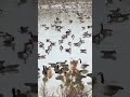 Special edition:goose in the pond did not fly to the south which means it isn’t too cold this winter