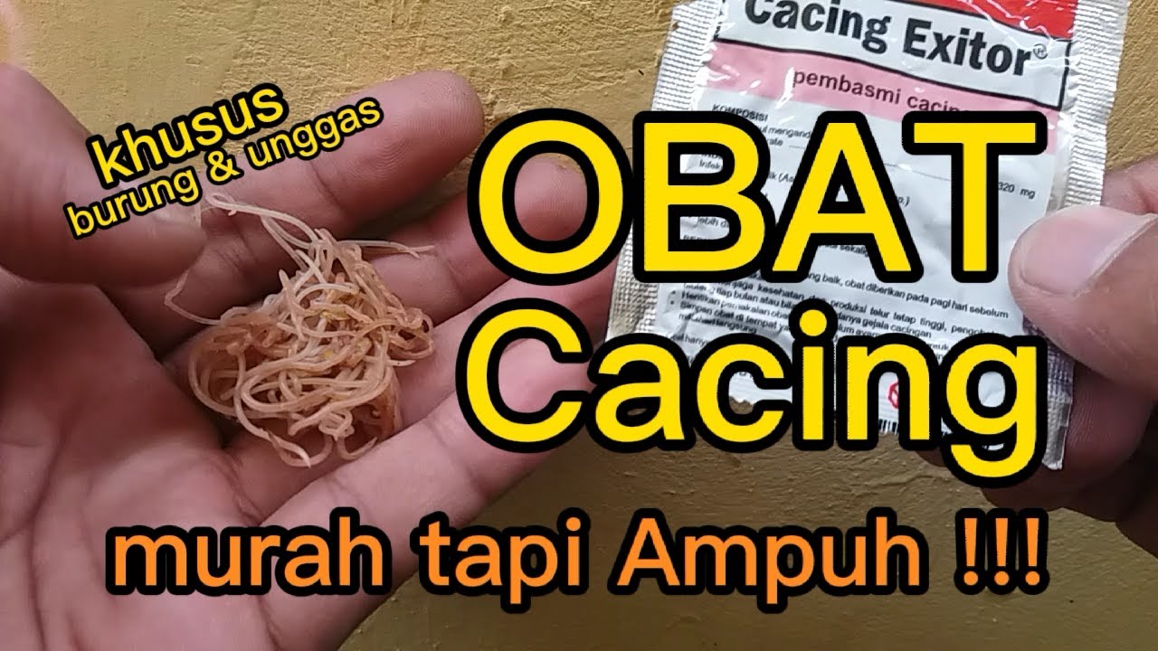 Obat cacing burung. murah tapi Ampuh basmi cacing
