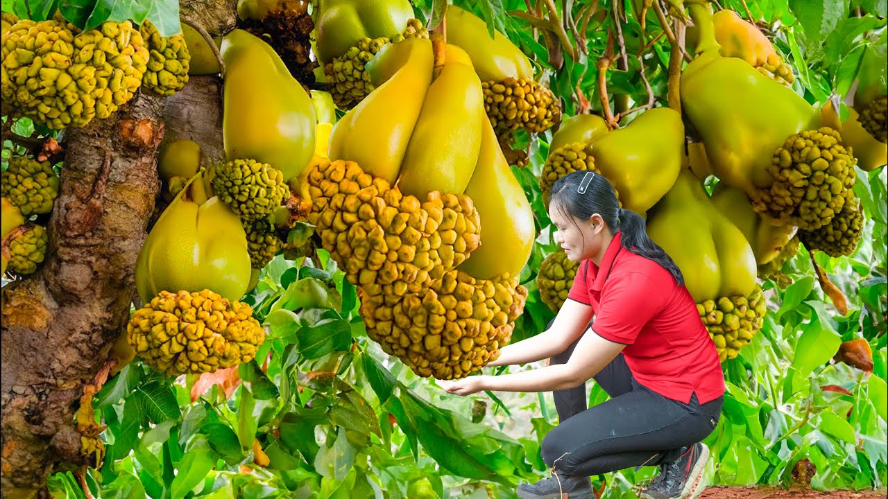 How Harvesting A Lot of Giant rambutan Goes To Market Sell | Taking ...