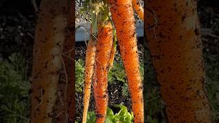 Harvesting Carrots in the WINTER! 🥕 #garden #freshvegetables #wintergarden