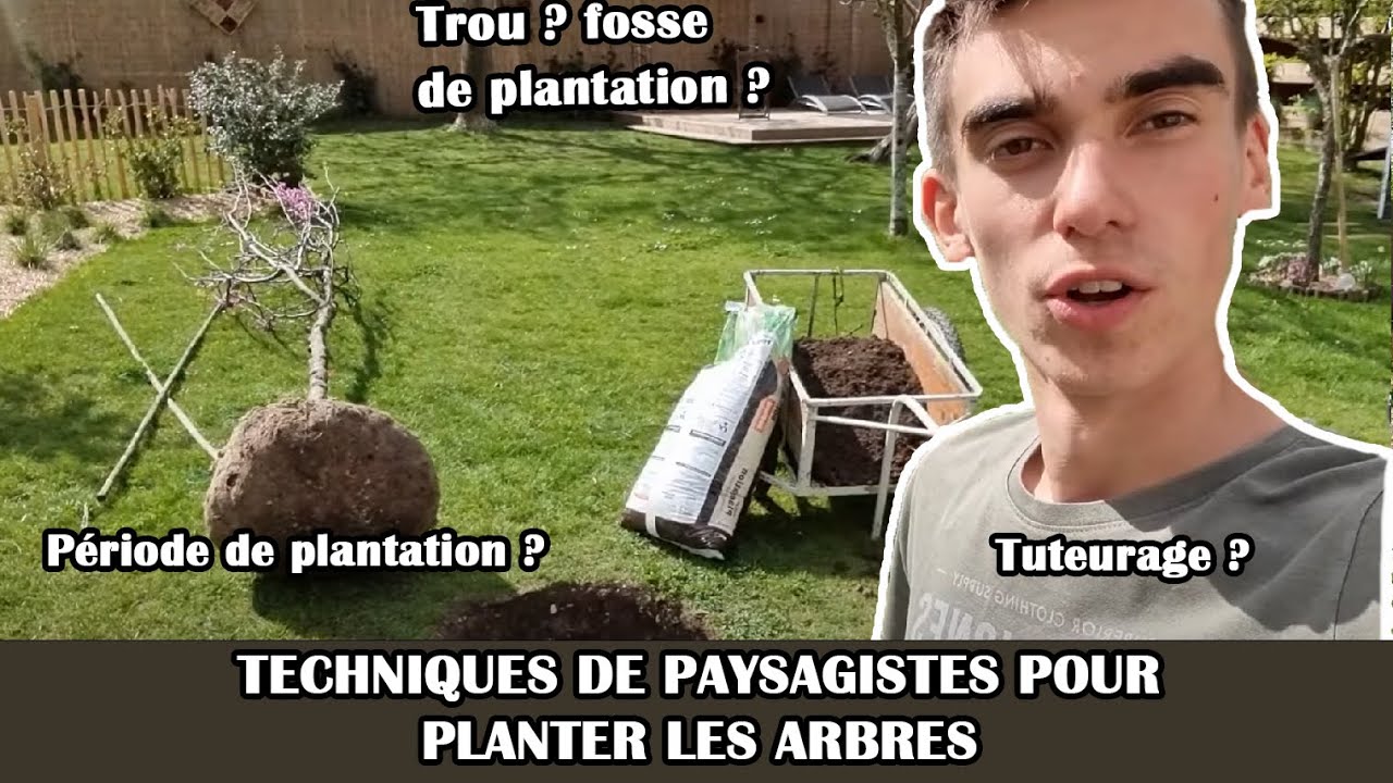 comment planter un arbre correctement