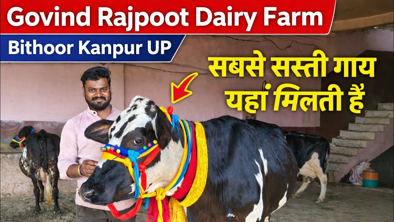 सबसे सस्ती गाय यहां मिलती हैं,Govind Rajpoot Dairy Farm Bithoor Kanpur UP ,09/03/26