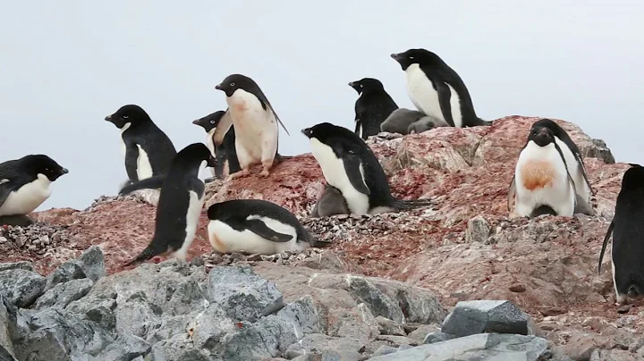 Adelie Penguins, Antarctica