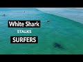 White Shark Stalks Surfers - Drone Footage - Tuncurry Beach NSW