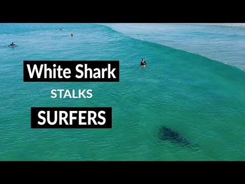 White Shark Stalks Surfers - Drone Footage - Tuncurry Beach NSW