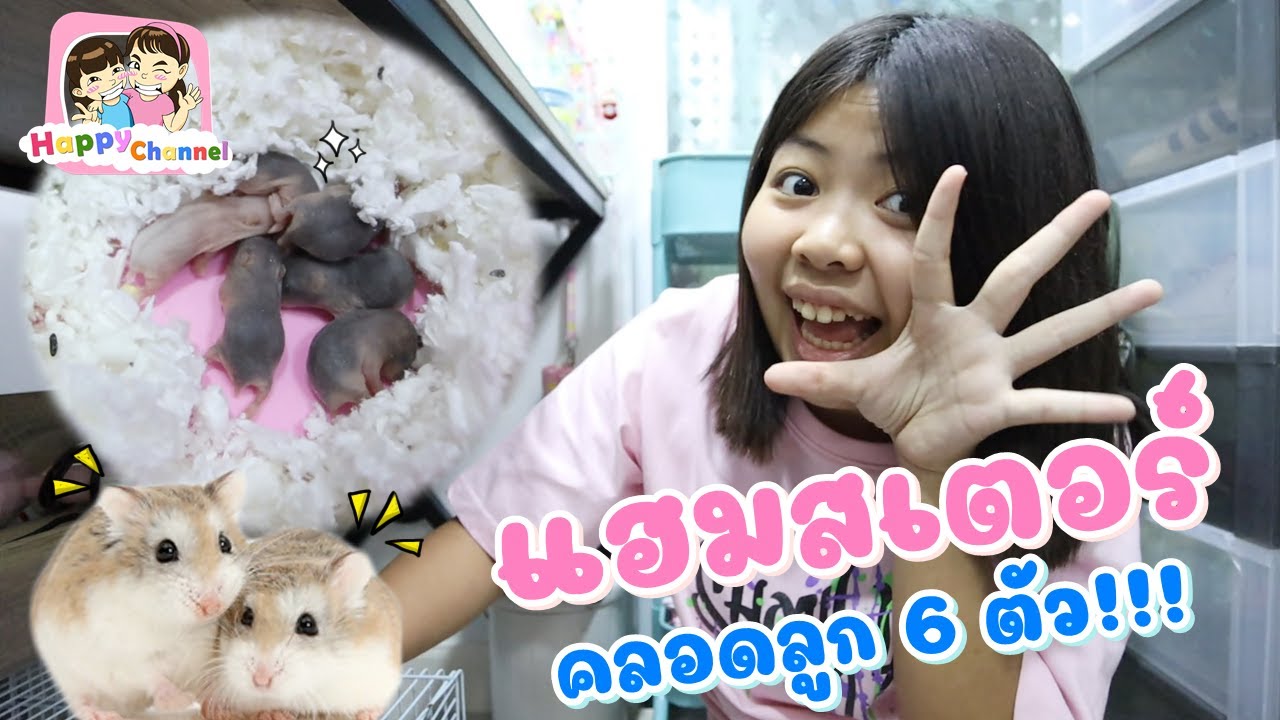 แฮมสเตอร์ ของฟิวส์คลอดลูก6ตัว!!! พี่ฟิล์ม น้องฟิวส์ Happy Channel