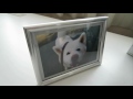 【秋田犬げんき】寂しいので飼い主が家中写真だらけにしました【akita dog】