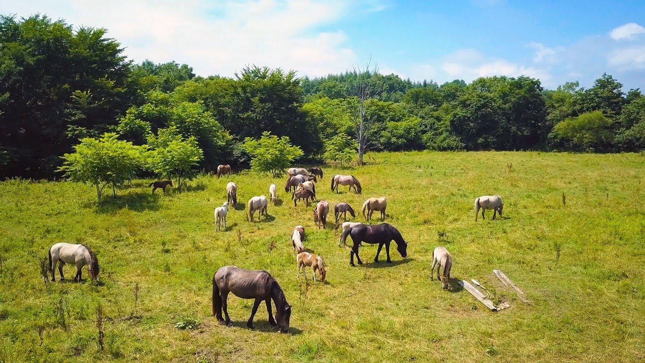空撮・北海道謳歌 4K Ultra HD ] 絶景空撮：北海道十勝”ばん馬”の牧場 “Banba Horse