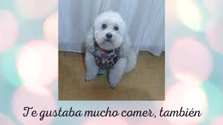 Video Thumbnail for VIDEO CONMEMORATIVO DE MUÑECA