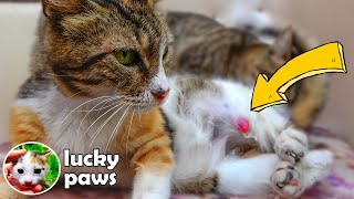 15 Year Old Cat With Tumor Asking For Help Has An AMAZING Transformation After 110 Days  Lucky Paws