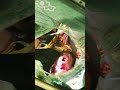 STIMULATED OUT NOW SUCKERS