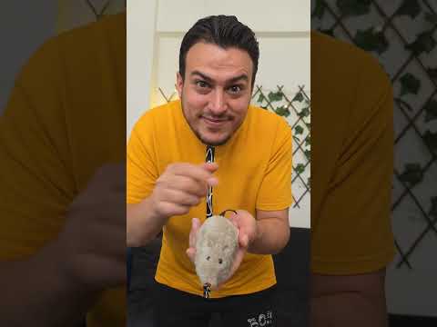 بابا جبلها ل تالينو مفاجأة  