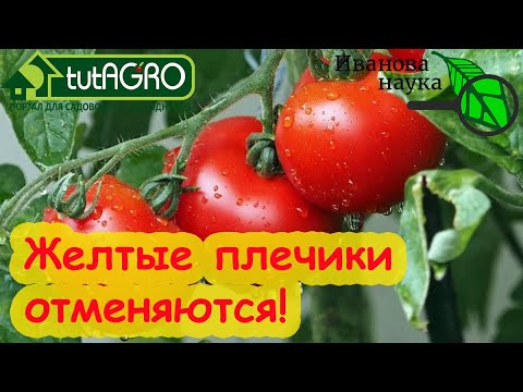 ВКУСНЫЕ ТОМАТЫ: ГДЕ ВЗЯТЬ КАЛИЙ ДЛЯ ПОДКОРМКИ. Бесплатный органический ...