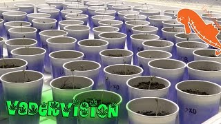 Cannabis Seed Sprouting Techniques!