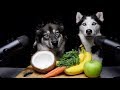 ASMR Dog Teaches Best Friend How To ASMR!