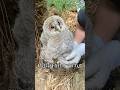 保護したフクロウの雛との思い出 [Memories with protected owls]