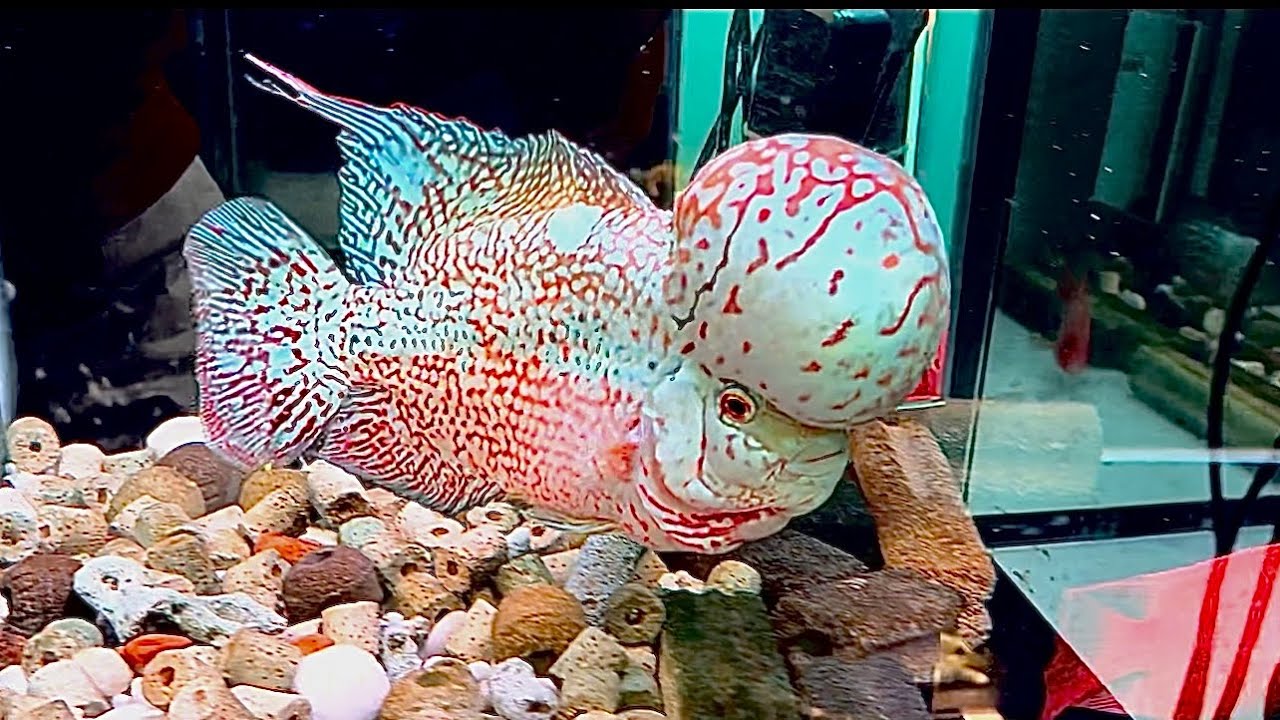 Dàn Cá Siêu Phẩm Của Anh Điện Lạnh Mua Cá Liên Hệ Em| SĐT 0344108746| TOANKAMFA