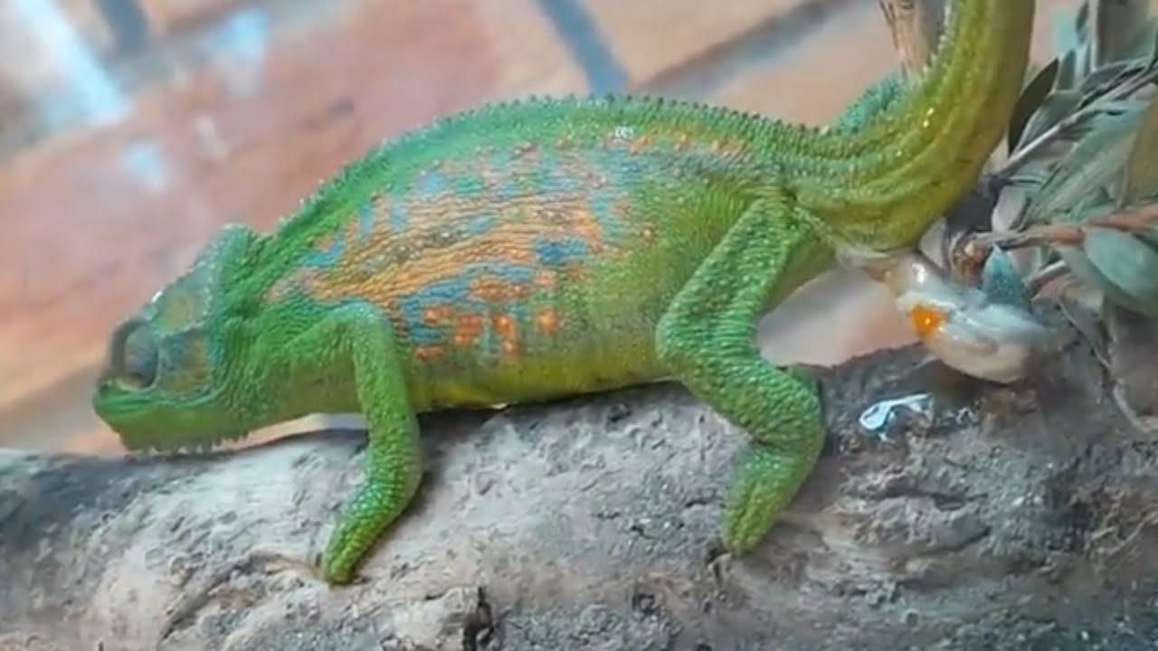 Chameleon Gives Birth To 14 Babies - 1066647