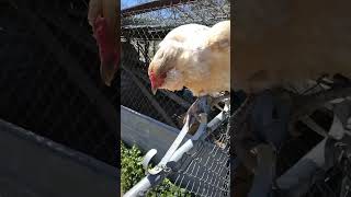 WHITE EASTER EGGER  "Gate to FREEDOM" And it's never easy Profile