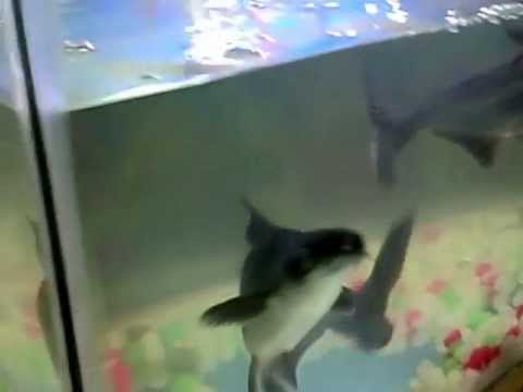 vasthu fish youtube
