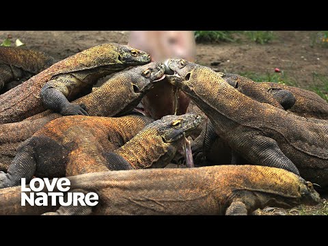 Komodo Dragon: World's Largest and Deadliest Monster Lizard | Love Nature