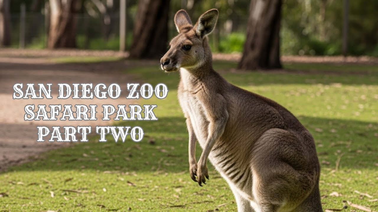 San Diego Zoo Safari Park Full Tour 2025 - Part Two
