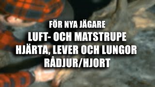 För nya jägare: Få ut luft- och matstrupe, hjärta, lever och lungor i slakteriet (rådjur/hjort).