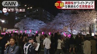 仕事帰りに夜桜見物！満開の目黒川でライトアップ(18/03/26)