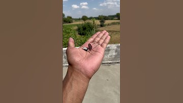 Automatic On OFF Bulb #shorts #experiment #outofmind