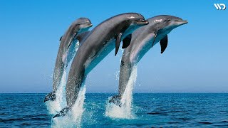 Lumba-Lumba: Mamalia Laut Paling Jenius, Mengetahui Ukuran dan Kekuatan Mangsa dari Suara