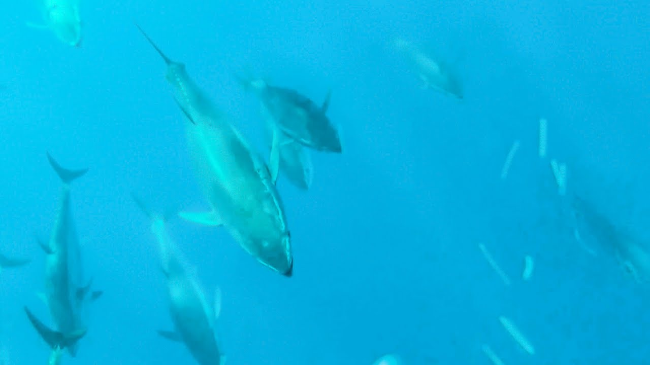 We got Chased by Massive Tuna! (Sailing La Vagabonde) Ep. 95