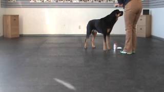 Scent Work - Week One - Handler Scent