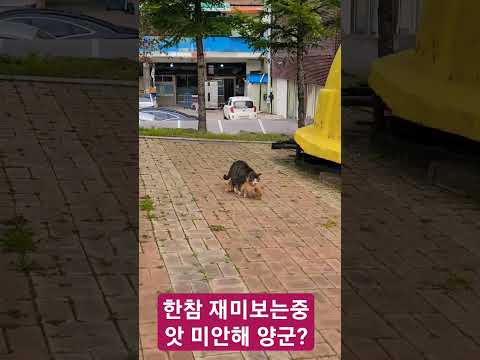 태백 <strong>장성시장</strong> 근처 고양이한창 좋을때 미안하다 야 ?