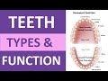 Types Of Teeth And Their Functions Incisors Cuspids Bicuspids Molars Teeth Anatomy Types Of Teeth And Their Functions Incisors Cuspids Bicuspids Molars Teeth Anatomy