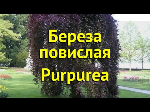 Видео: Является ли Betula pendula вечнозеленой?