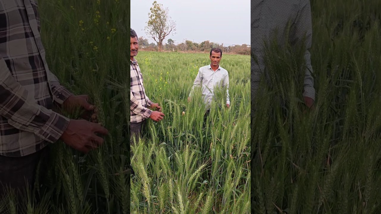 9294 Wheat Variety PACIFICA 