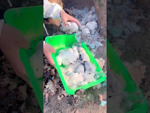 Animal rabbit #trendingshorts #crazyvlog #shorts #short