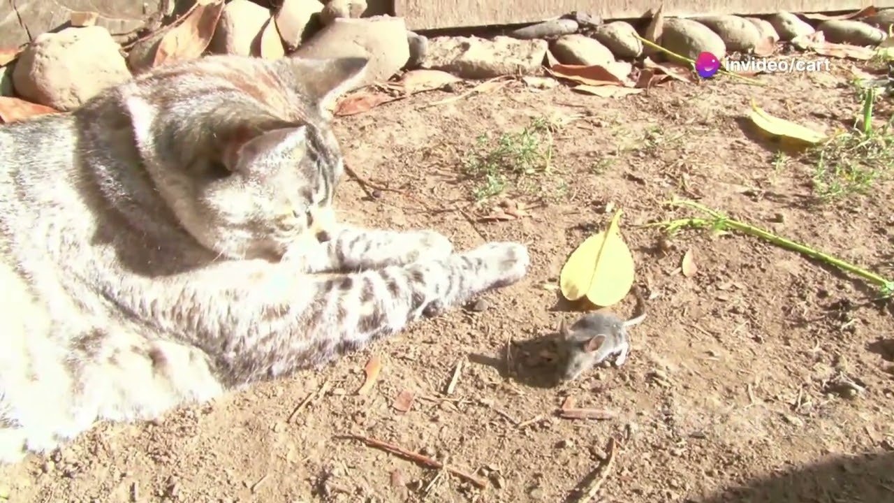 1080 Epic Cat vs  Rat Chase in the House!