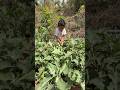 વાડીમાં તાજા રીંગણ તોડવાની મજા 😍 | Village Life Vlog#minivlog #trendingshorts #viralvideo