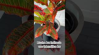 “Croton 🌈: La Planta MÁS COLORIDA (pero difícil 😱)” #plantas #jardinesbotanicosdelmundo #jardin