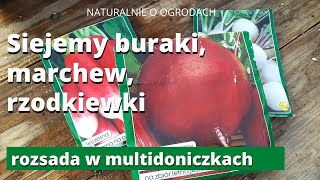 Siejemy buraki, marchew, rzodkiewki w multidoniczkach. Uprawiamy warzywa korzeniowe 